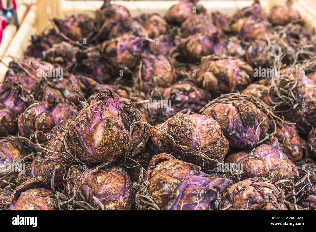 Bulbi di giglio reale, lilio regale, in una scatola di legno Foto Stock