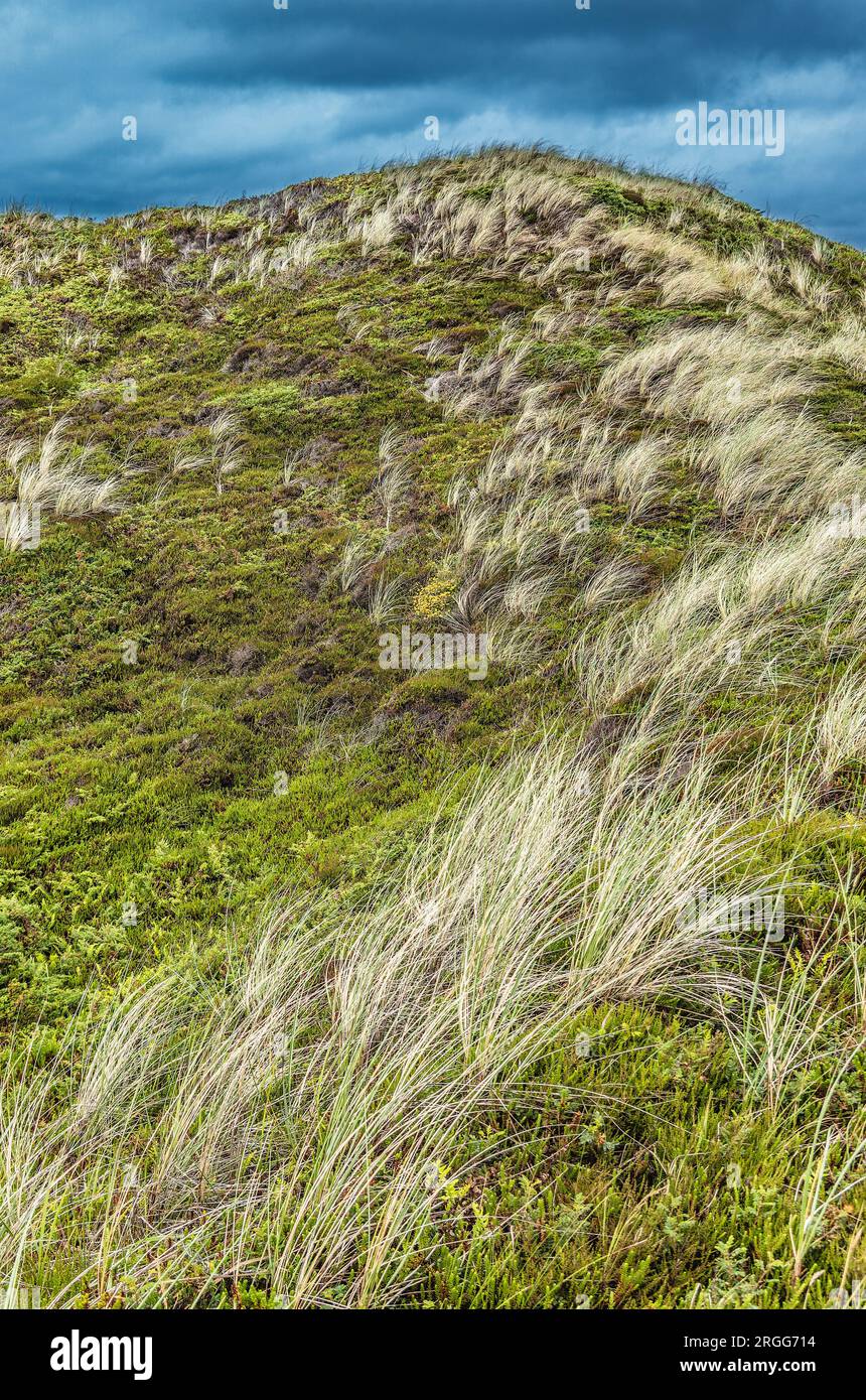 Colline e pendii sulla spiaggia di Svinkloes a Thy, Danimarca Foto Stock