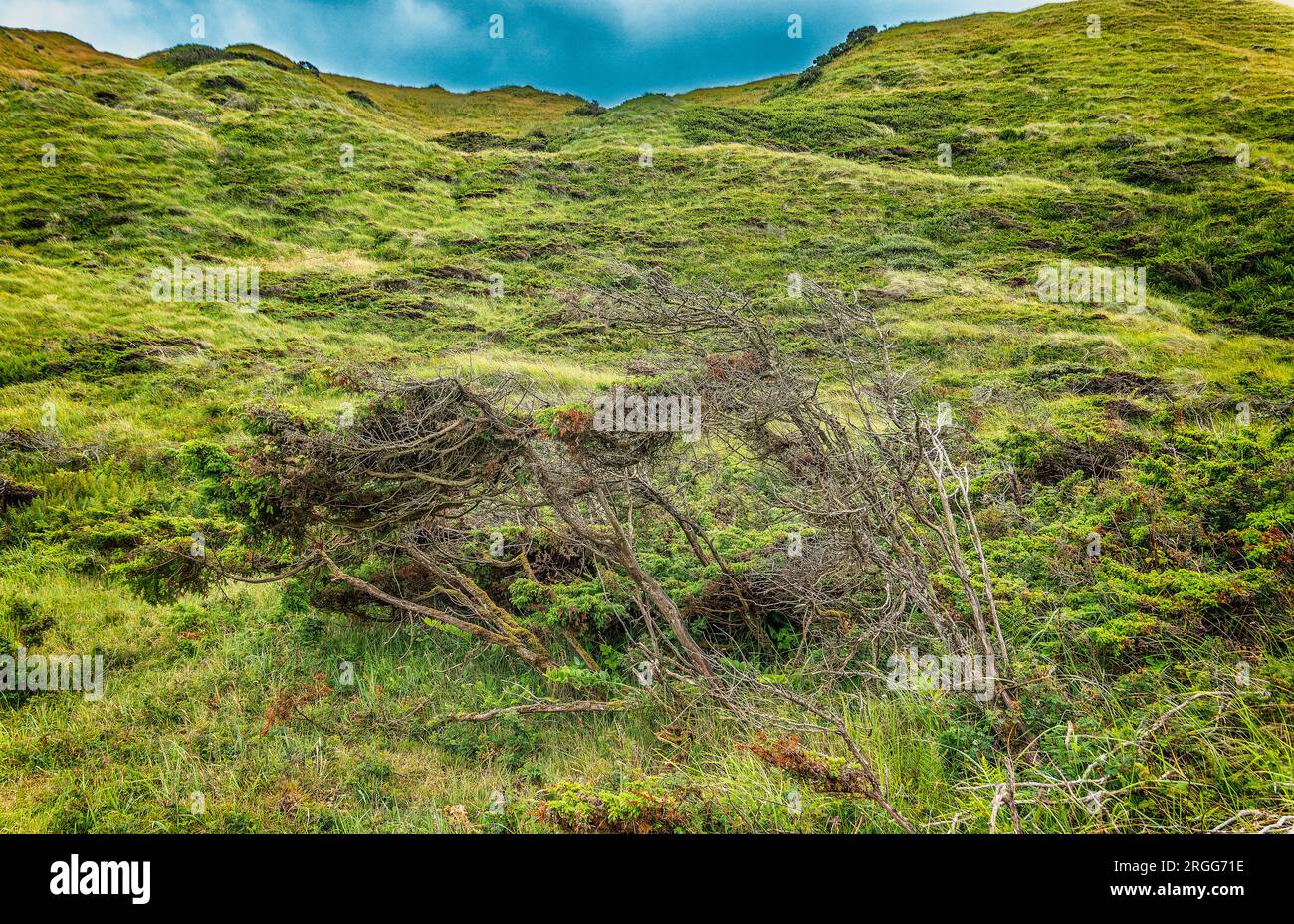Colline e pendii sulla spiaggia di Svinkloes a Thy, Danimarca Foto Stock