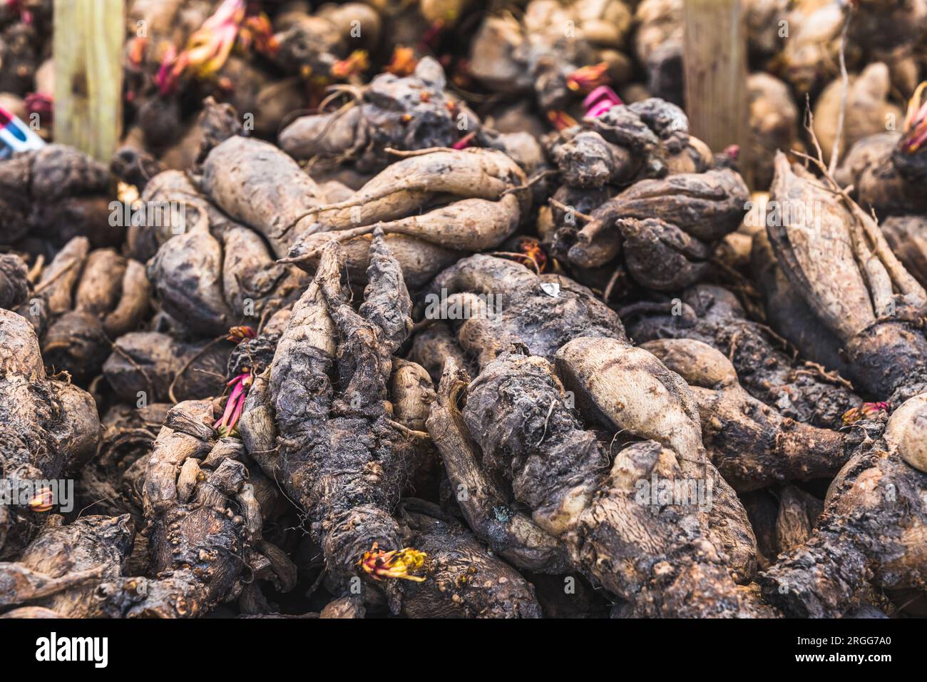 Tuberi di fiori primaverili, dahlias tuberi, noduli di radice, radici di stoccaggio Foto Stock