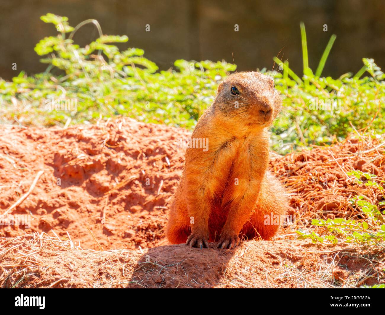 Primo piano di carino cane Prairie in Oklahoma Foto Stock