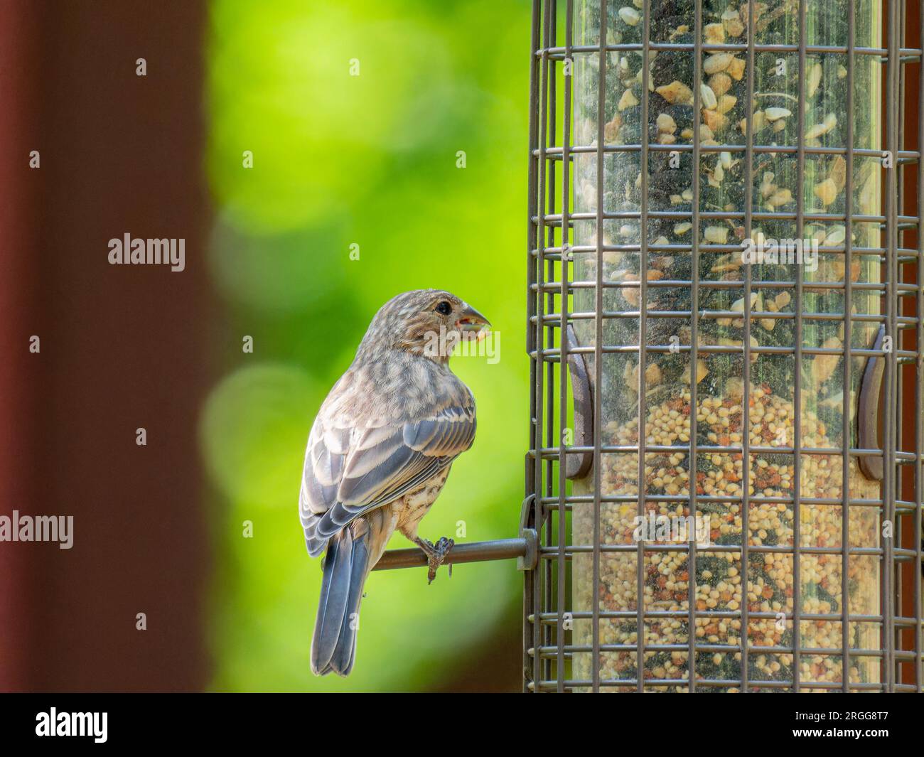 Ripresa ravvicinata di House Finch in Oklahoma Foto Stock
