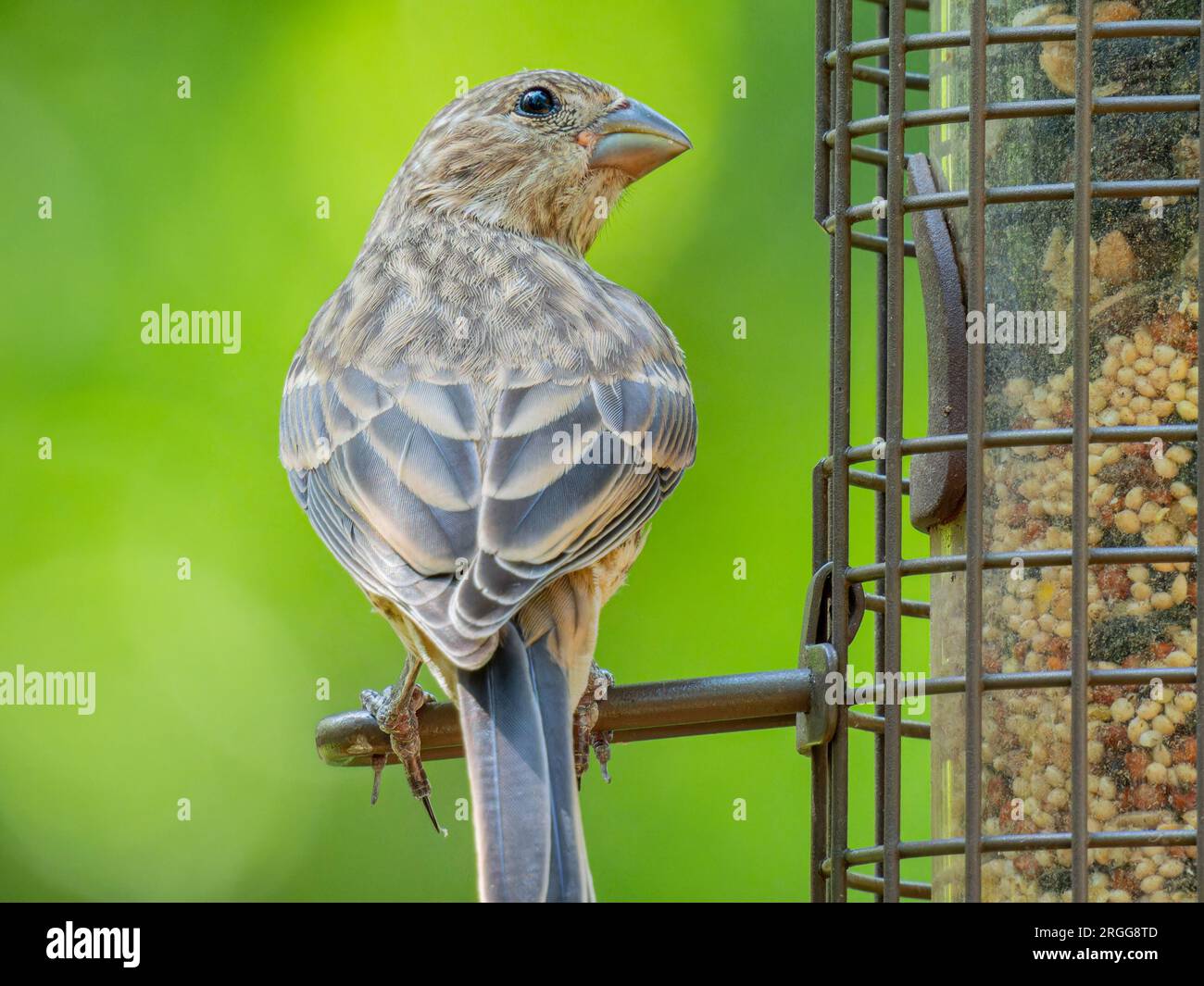 Ripresa ravvicinata di House Finch in Oklahoma Foto Stock
