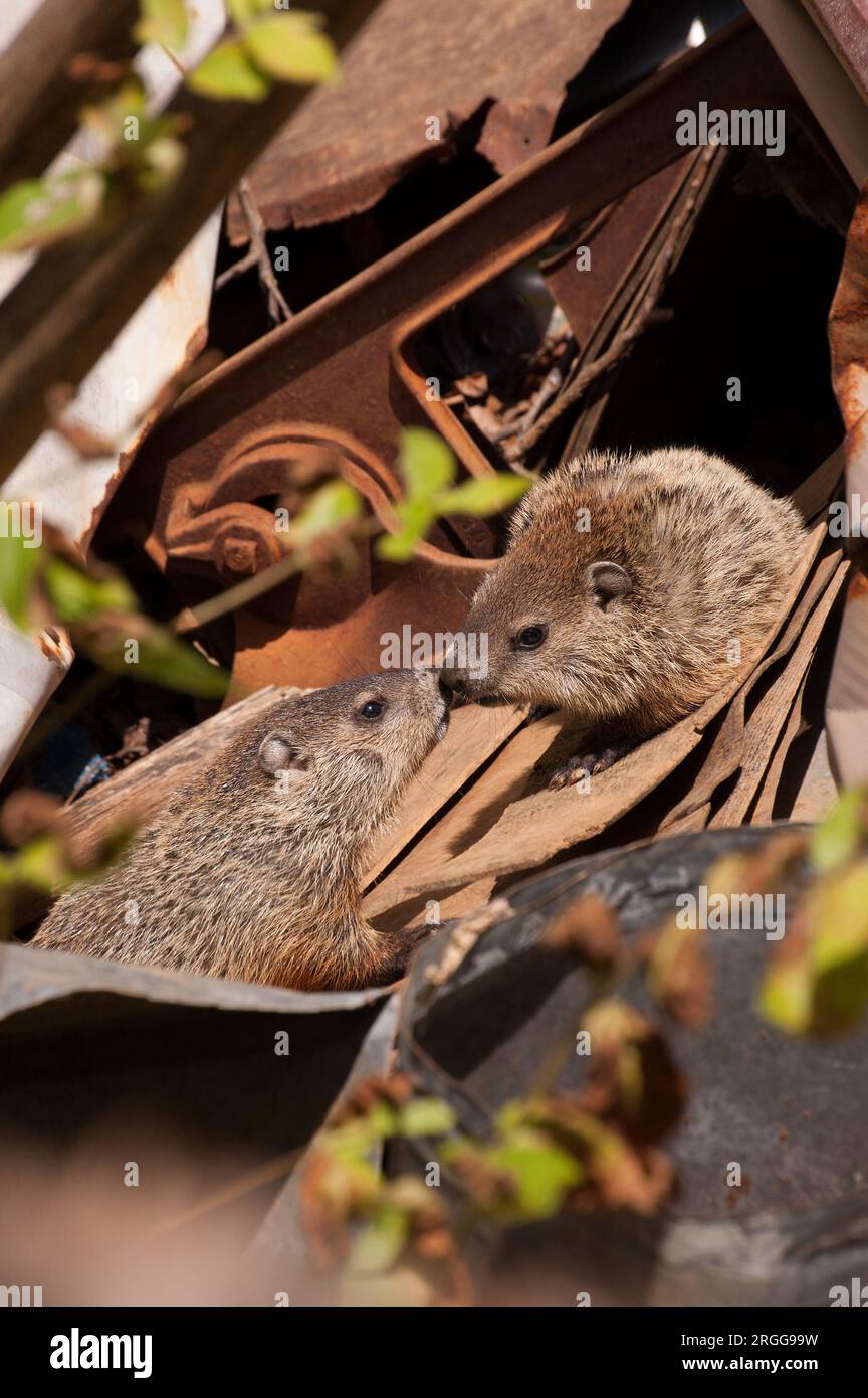 Groundhogs baciare il naso Foto Stock