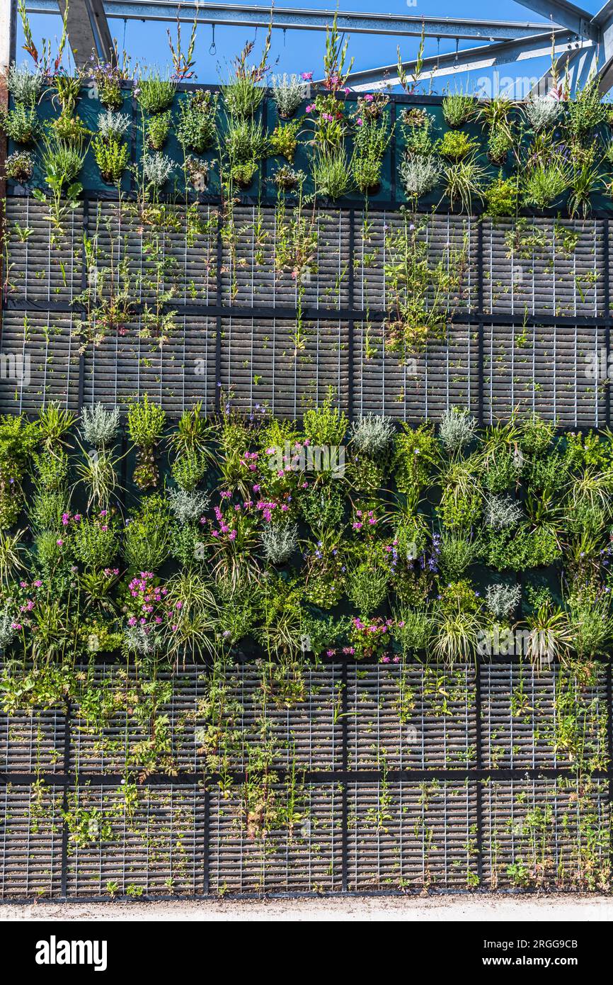 Varie piante in un giardino verticale, concetto di verde, moderno giardino urbano Foto Stock