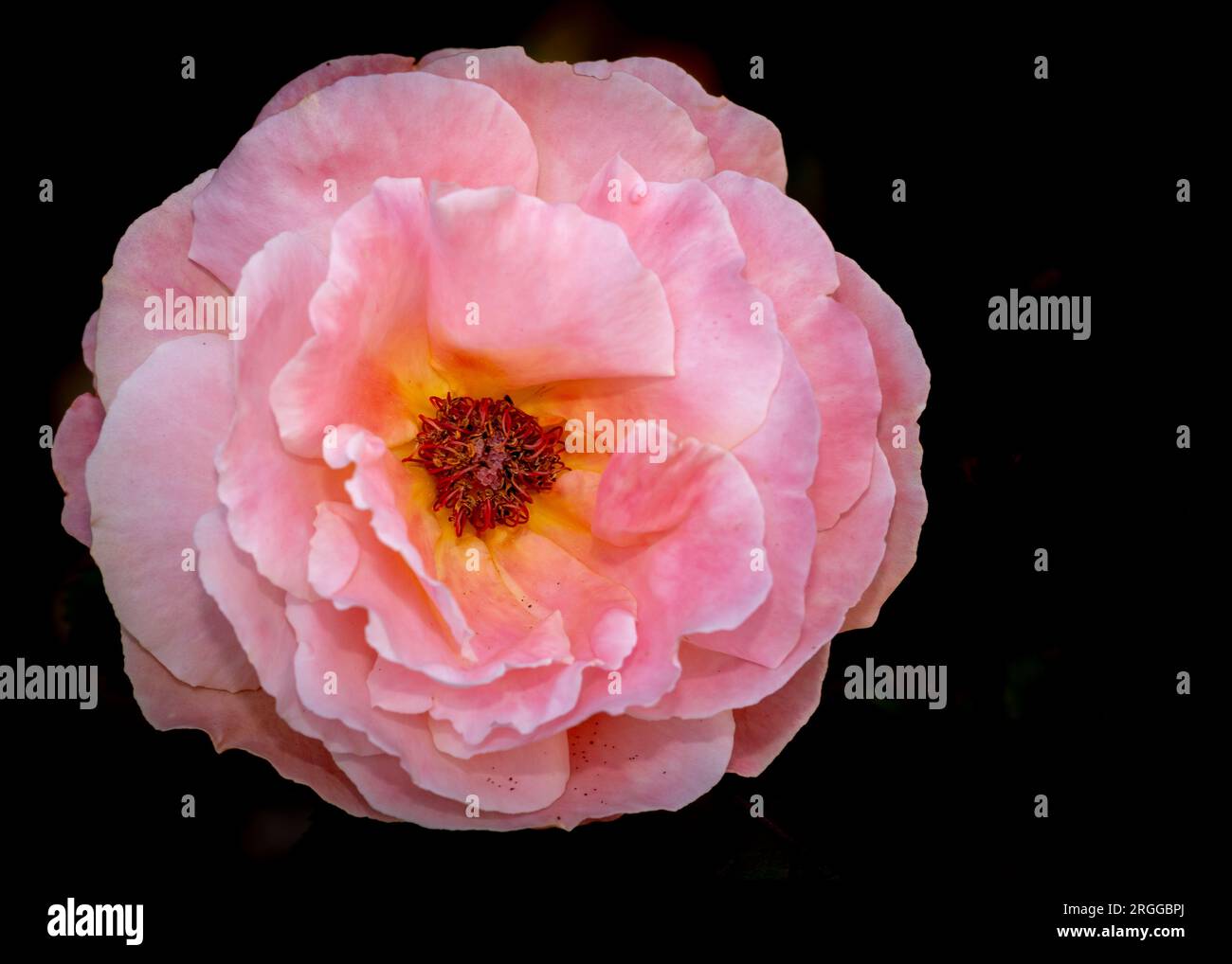 Rosa rosa con spazio copia nero Foto Stock