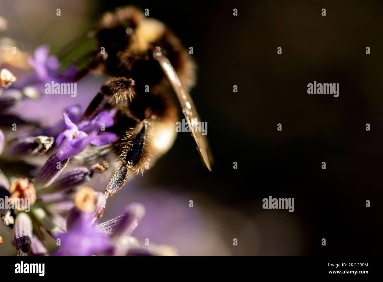 Bumblebee (Bombus) occupato di lavanda viola (Lavandula) che mostra i peli posteriori delle gambe con spazio per le copie nero Foto Stock