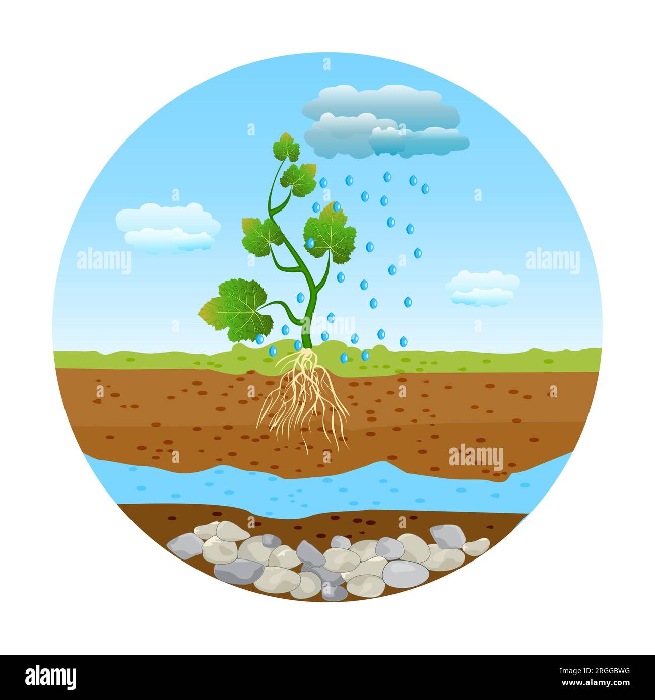 Gocce di pioggia che cadono sul germoglio verde con radici nel terreno. Cielo, nuvole, pioggia, piante con strati di radici e di terreno nel cerchio. Pioggia e piccolo piano Illustrazione Vettoriale