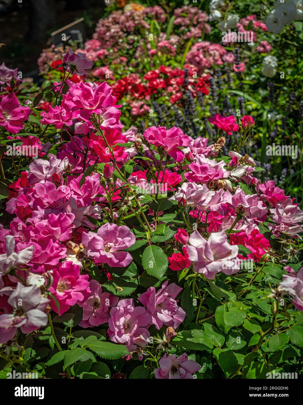 Lussureggianti cespugli di rose in fiore in un giardino cittadino. Abruzzo, Italia, Europa Foto Stock