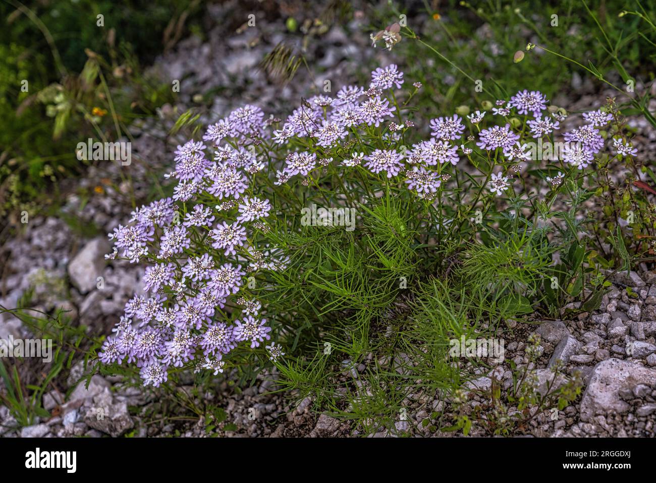 Fioritura del Rosea iberico, Iberis linifolia L., Parco Nazionale della Maiella, Abruzzo, Italia, Europa Foto Stock