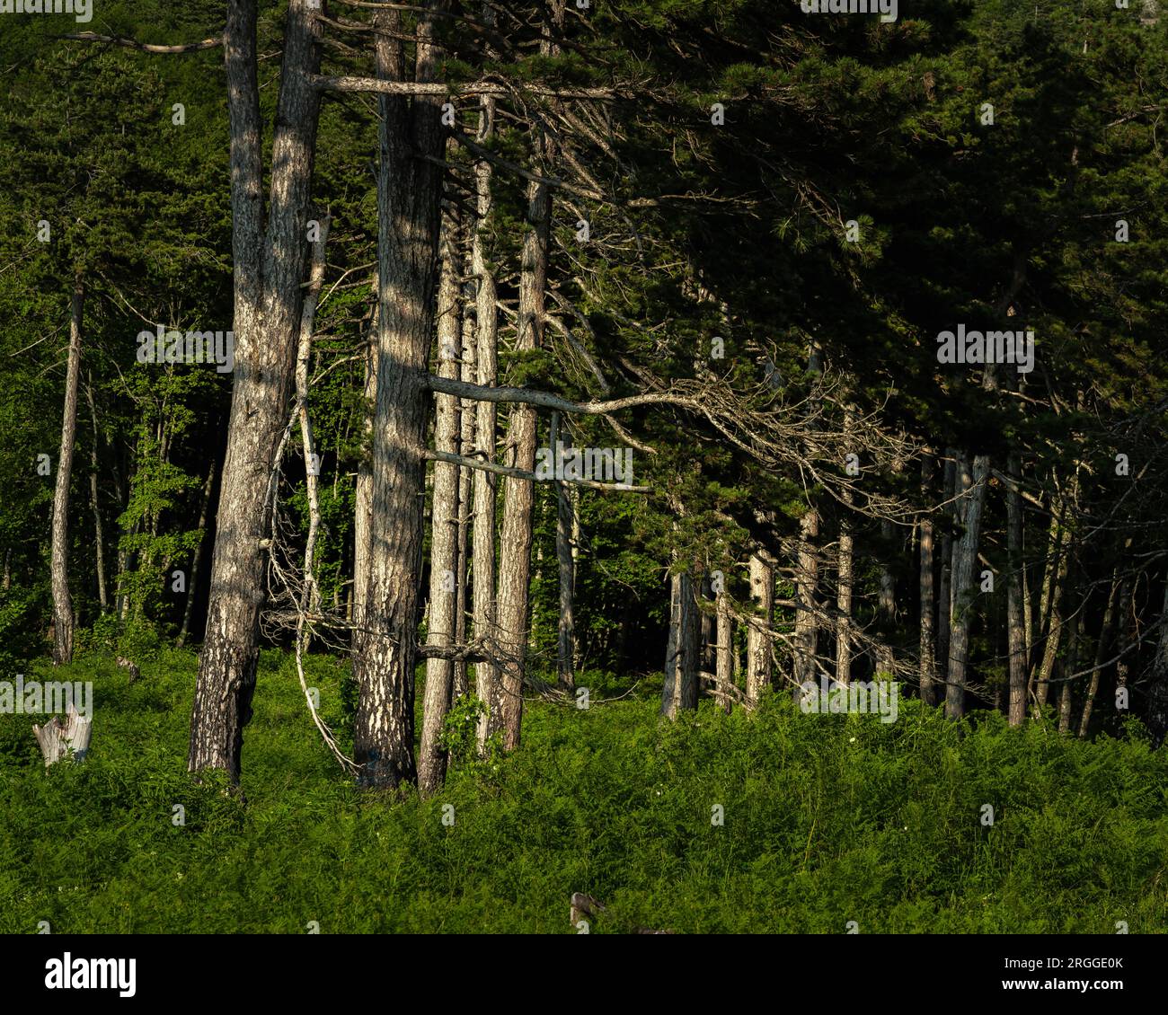 I tronchi bianchi di Black Pine si distinguono per il fogliame scuro del faggio ombreggiato, creando un design grafico. Monte Morrone, Parco Nazionale della Maiella, Foto Stock