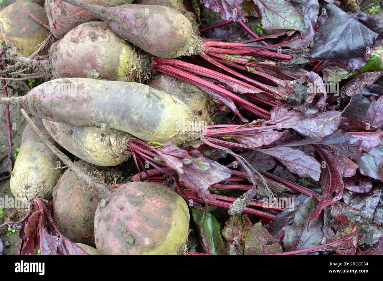 In un mucchio sul campo si trova il raccolto di barbabietole rosse da tavola. Foto Stock