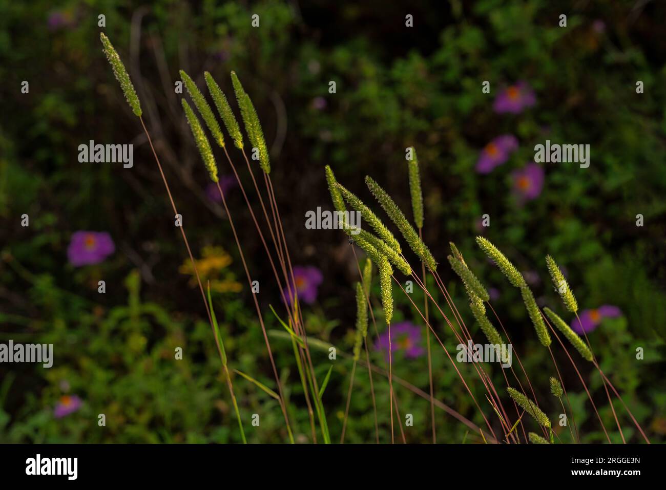 Fioritura di Codolina Nuda, Phleum phleoides, illuminata da un raggio di sole contro la luce. Abruzzo, Italia, Europa Foto Stock