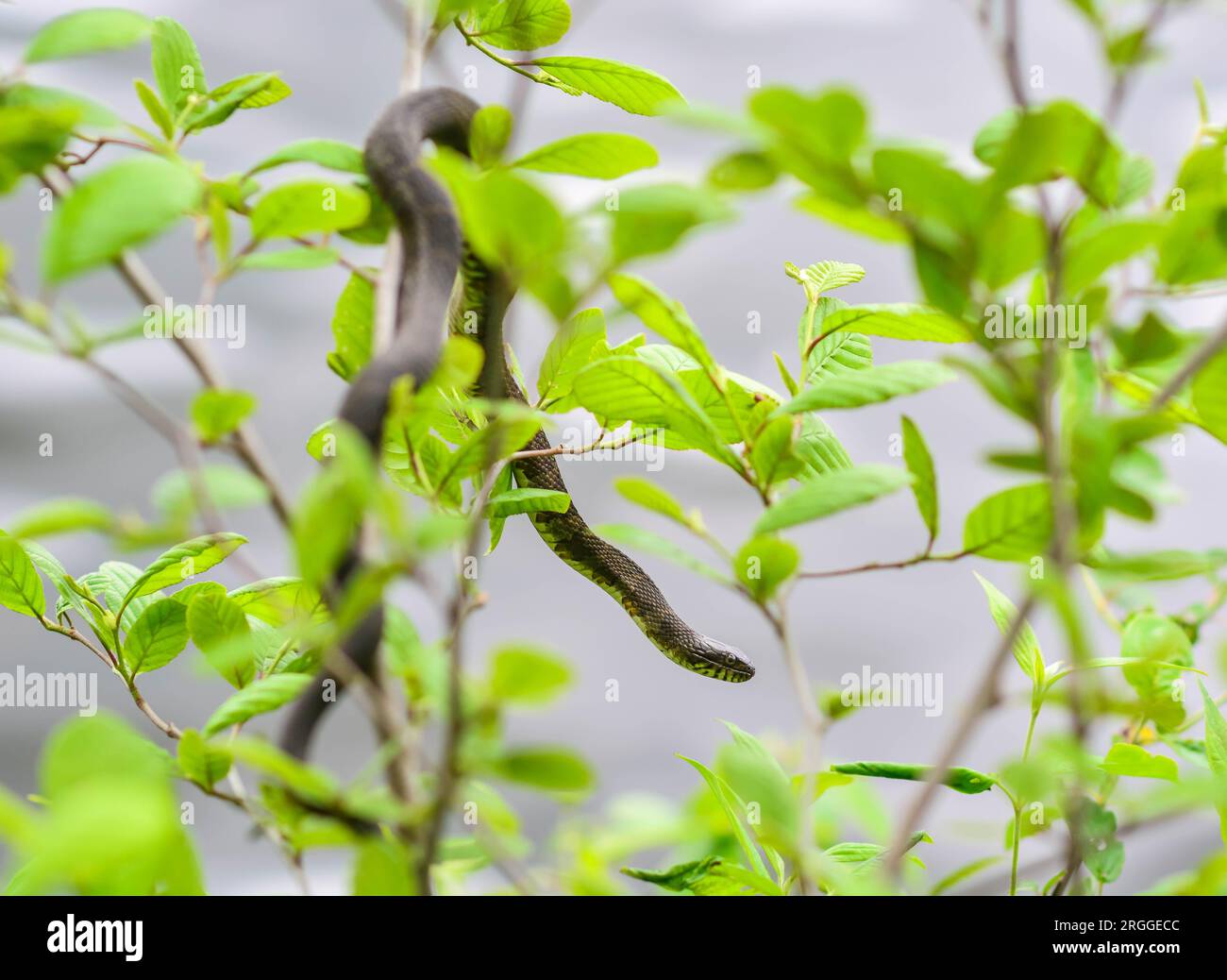 Spazio copia serpente selvatico messa a fuoco selettiva immagine primavera tempo, incontro con animali selvatici Foto Stock