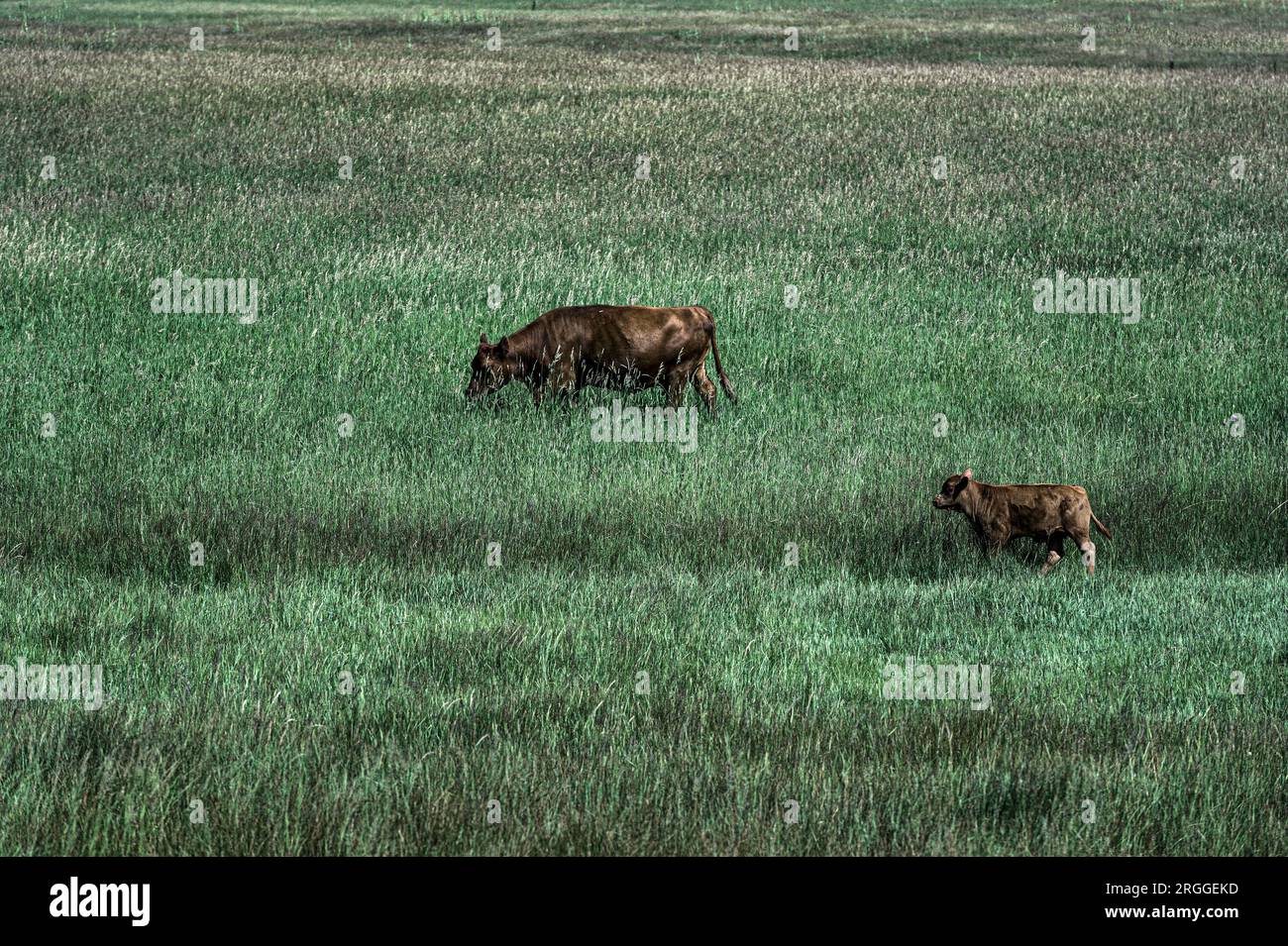 I bovini pascolano in pascoli lussureggianti. Foto Stock