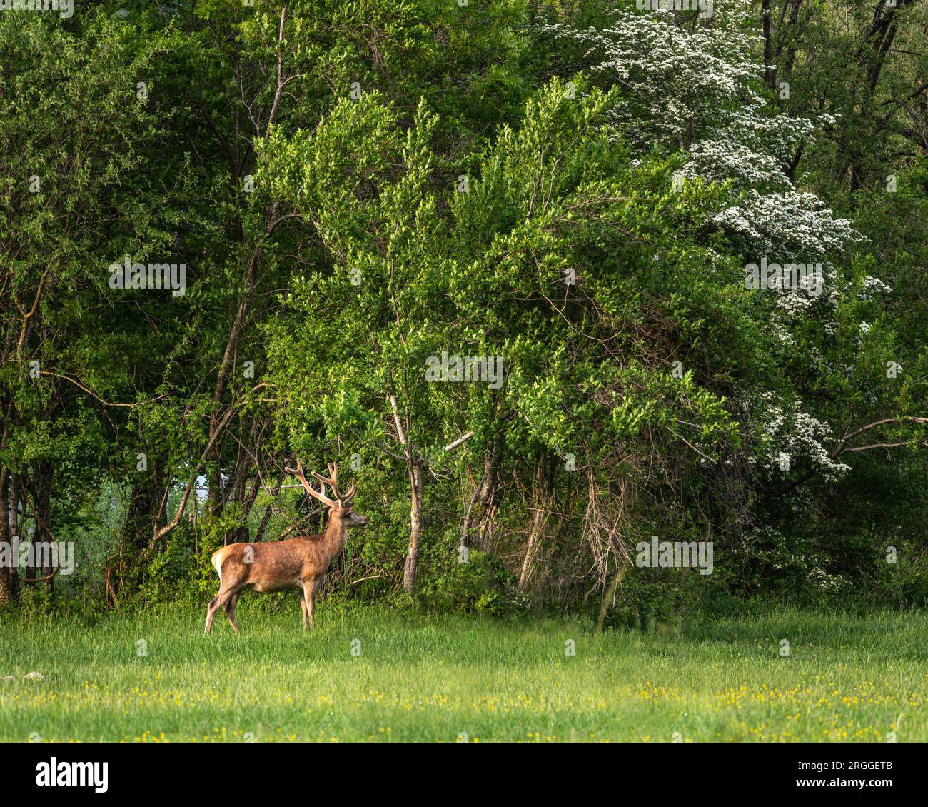 Il cervo adulto mangia i tiri teneri di una pianta. Parco Nazionale d'Abruzzo Lazio e Molise, Abruzzo, Italia, Europa Foto Stock