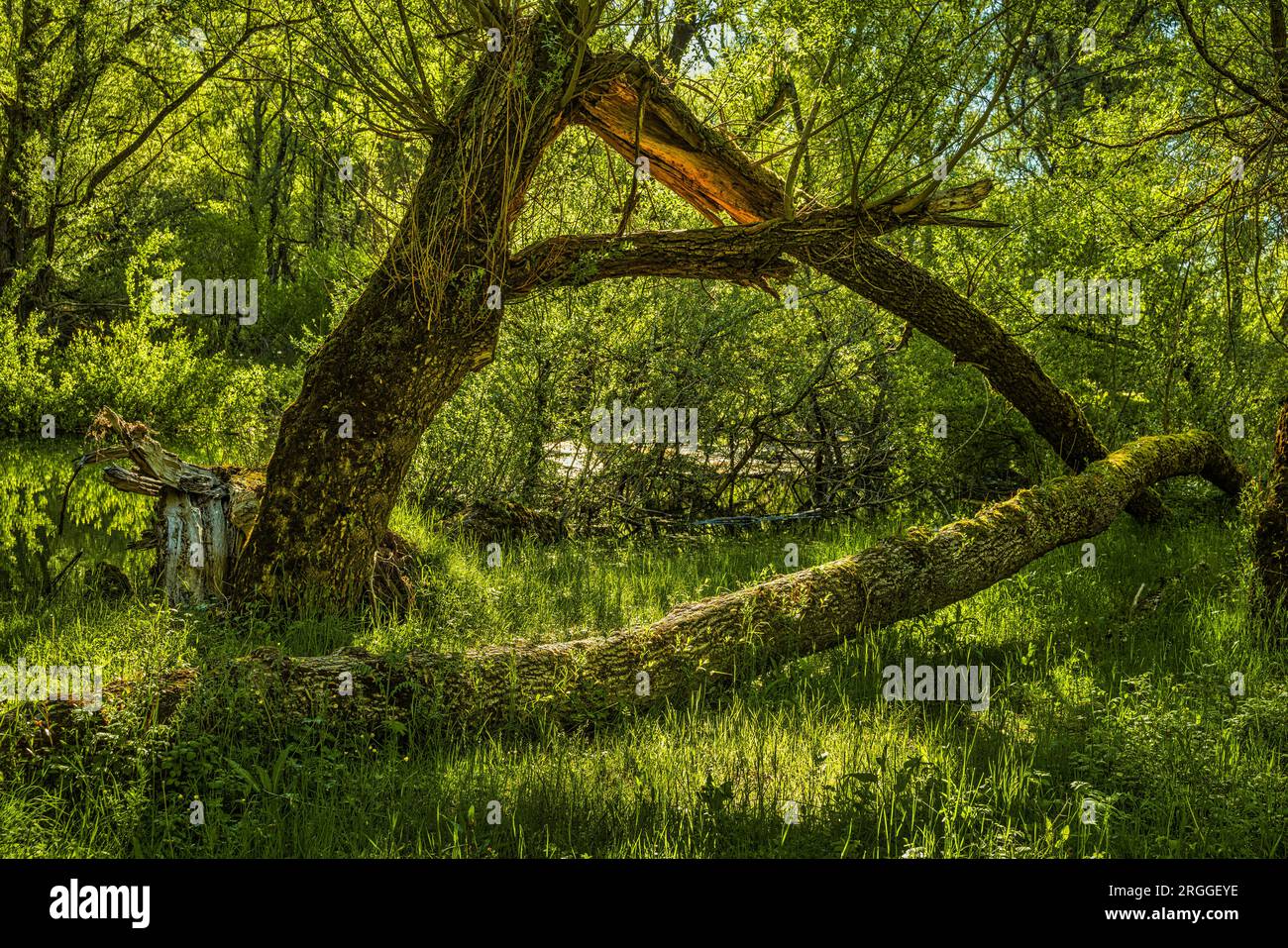 Un tronco di salice rotto e uno caduto a terra nel prato verde vicino al lago Barrea. Villetta Barrea, provincia dell'Aquila, Abruzzo, Italia, EUR Foto Stock