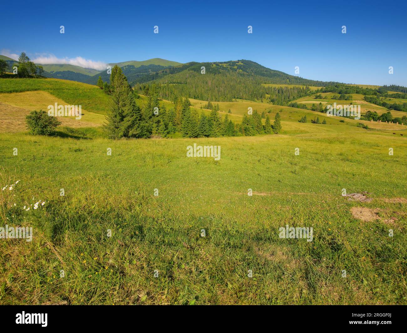 paesaggio di campagna con prato in montagna. ampio paesaggio rurale con campi verdi e colline boscose in una mattinata estiva Foto Stock