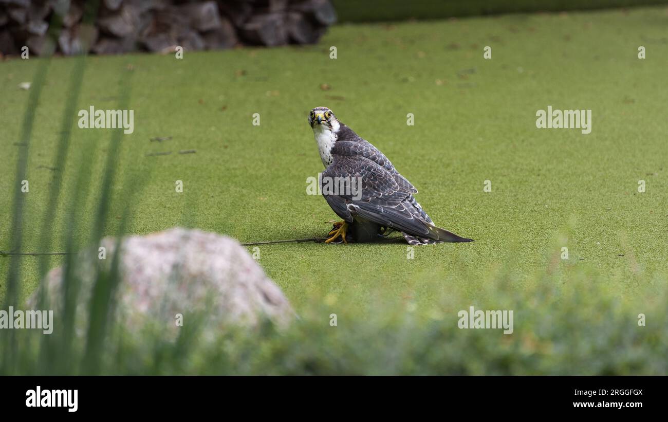 Il falco lanner, un uccello preda di medie dimensioni nello spettacolo degli uccelli Foto Stock