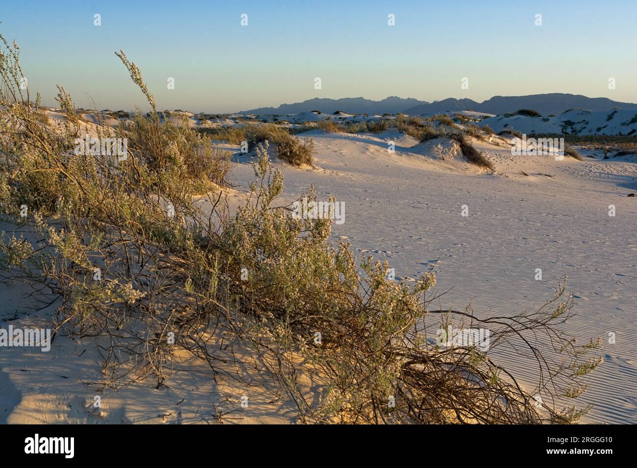 Cespuglio creosoto resisti alle dune di sabbia gesso spazzate dal vento nel White Sands National Park al tramonto Foto Stock