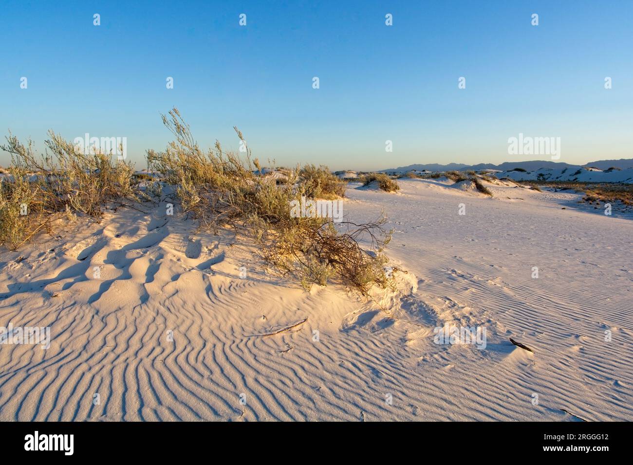 Cespuglio creosoto resisti alle dune di sabbia gesso spazzate dal vento nel White Sands National Park al tramonto Foto Stock