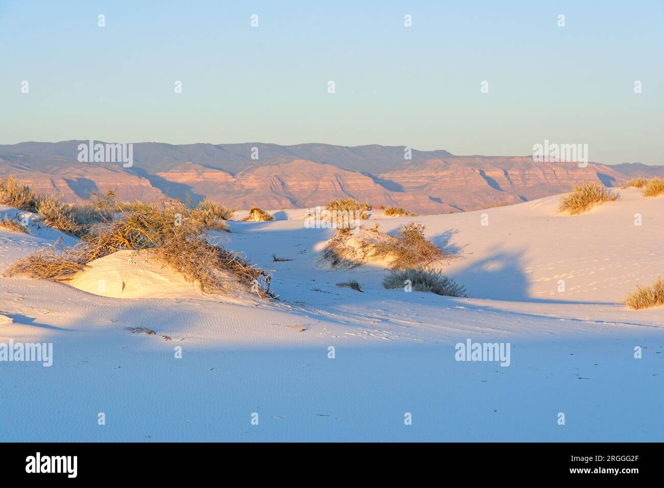 Cespuglio creosoto resisti alle dune di sabbia gesso spazzate dal vento nel White Sands National Park al tramonto Foto Stock