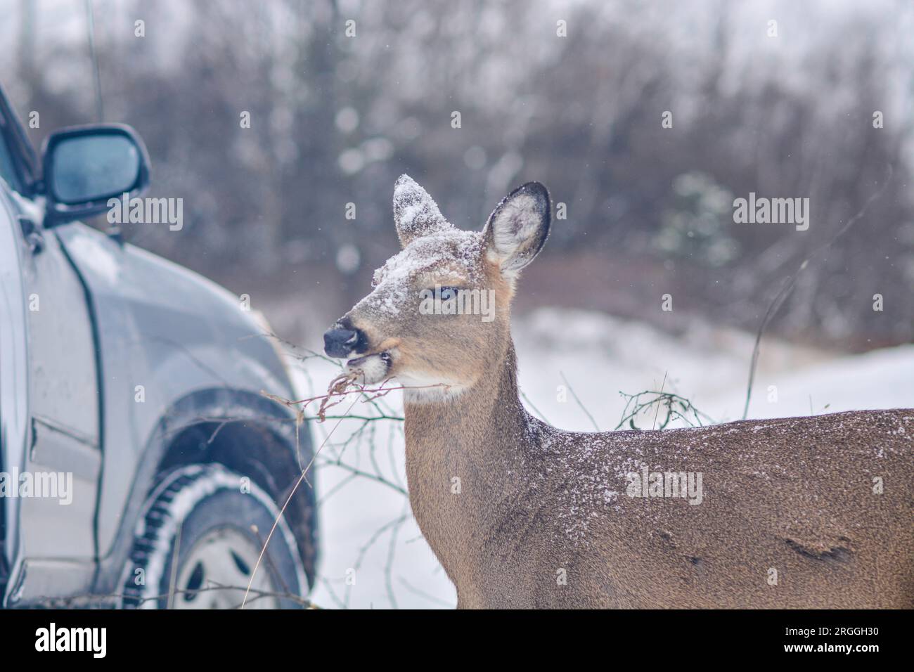 Cervi affamati in cerca di cibo durante la stagione invernale Foto Stock