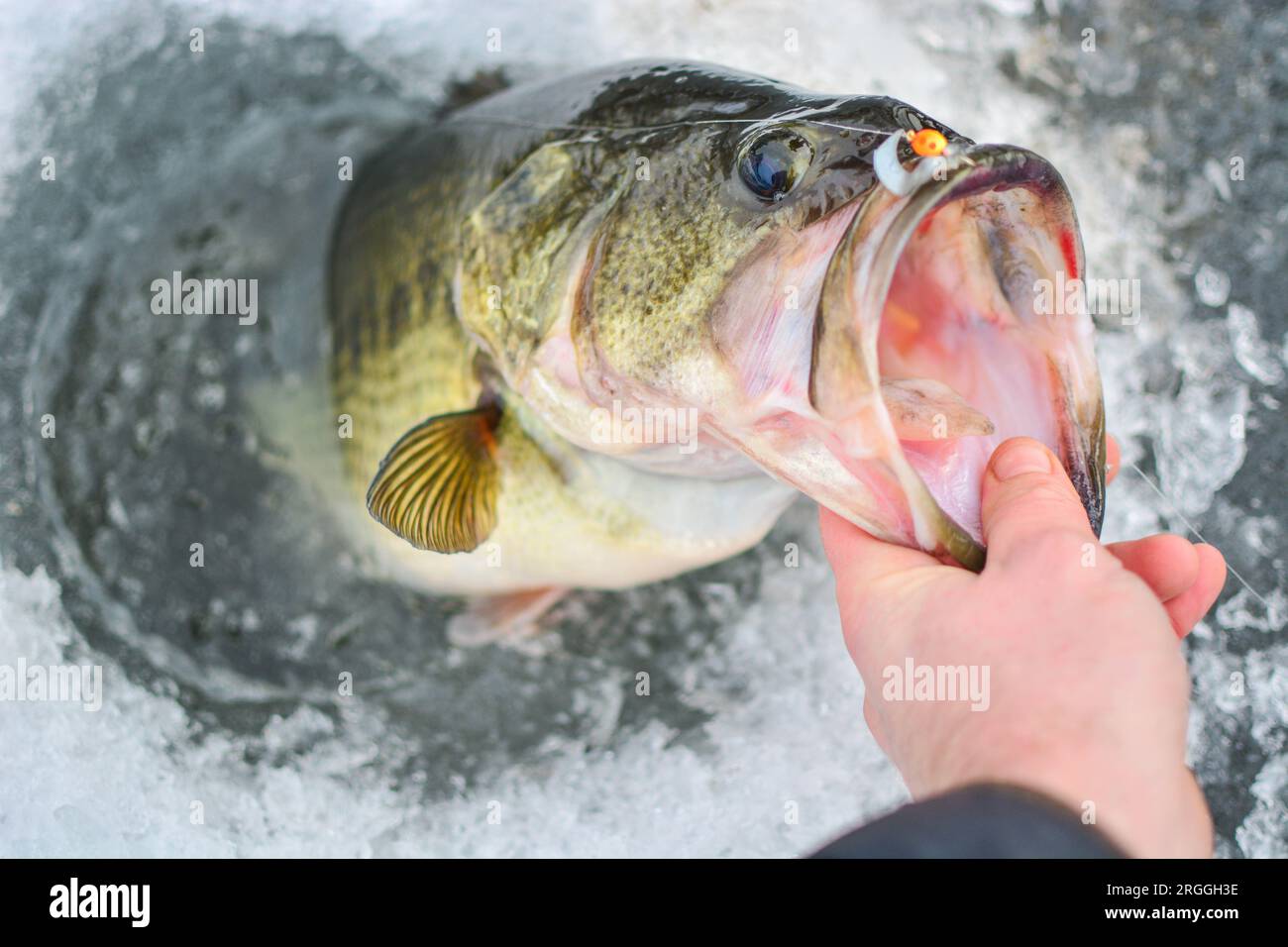 Branzino pescato durante una battuta di pesca sul ghiaccio, attività invernali sfondo naturale, cattura di pesci Foto Stock