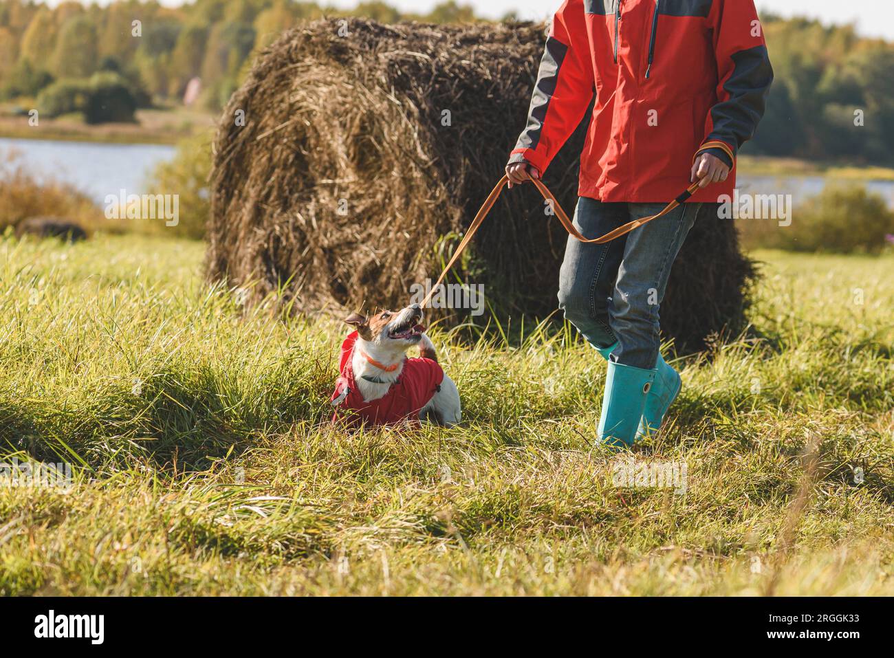 Uomini che camminano con un bel cane al guinzaglio attraverso i campi autunnali nelle giornate di sole. Foto Stock