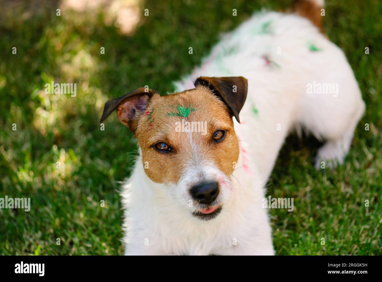 Scherzi infantili: I bambini birichini giocavano con il cane e lo macchiavano di vernice Foto Stock