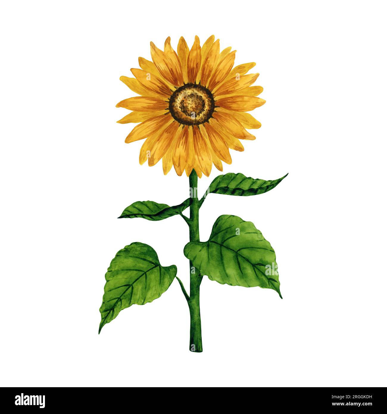 Luminoso girasole ad acquerello isolato su sfondo bianco. Illustrazione botanica disegnata a mano. Per cartoline, saluti, logo, sfondo, motivo. Foto Stock