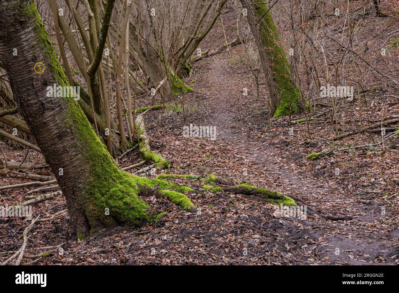 Un sentiero solitario attraverso la foresta fiabesca invernale con alberi caduti e foglie sul terreno, in Germania Foto Stock