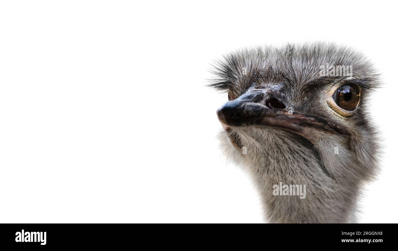 Un ritratto minimalista di lato ravvicinato dello struzzo comune ( Struthio Camelus ) che guarda nella fotocamera, sfondo bianco, spazio copia, spazio negativo Foto Stock