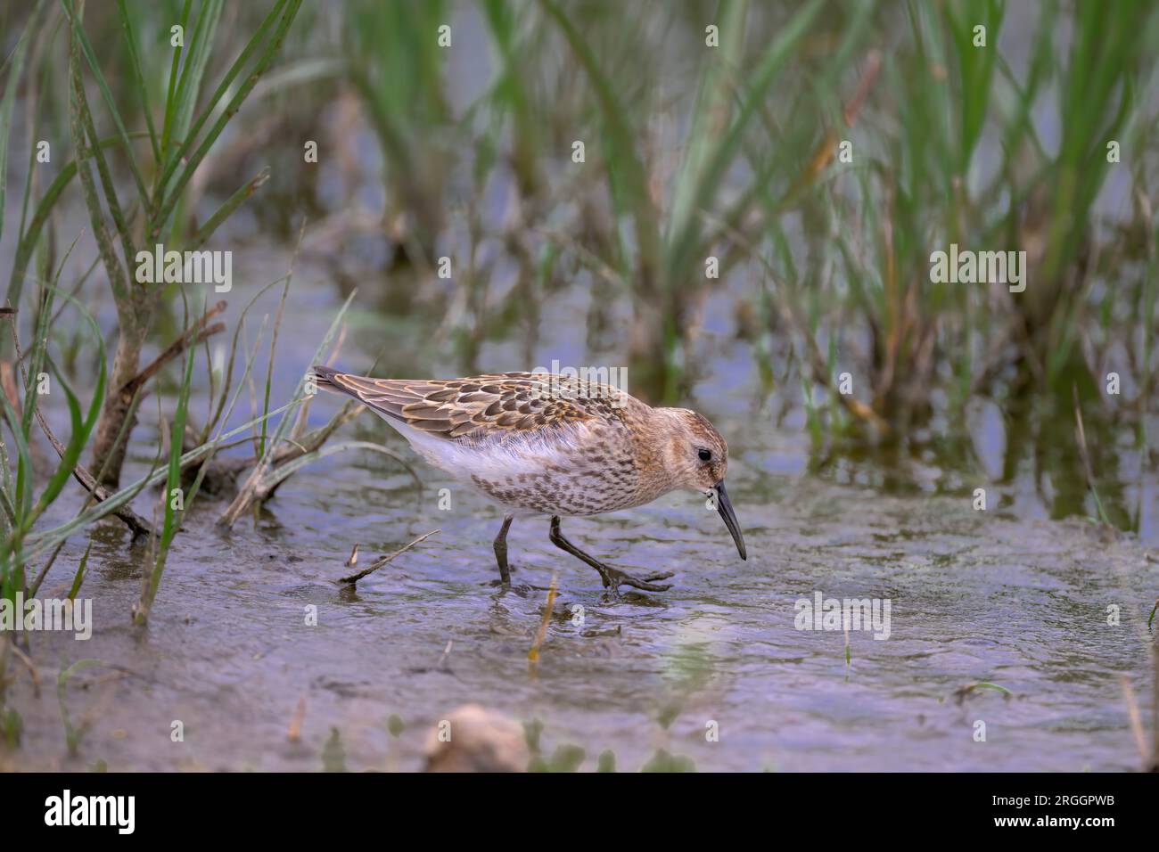 Calidris Alpina Foto Stock