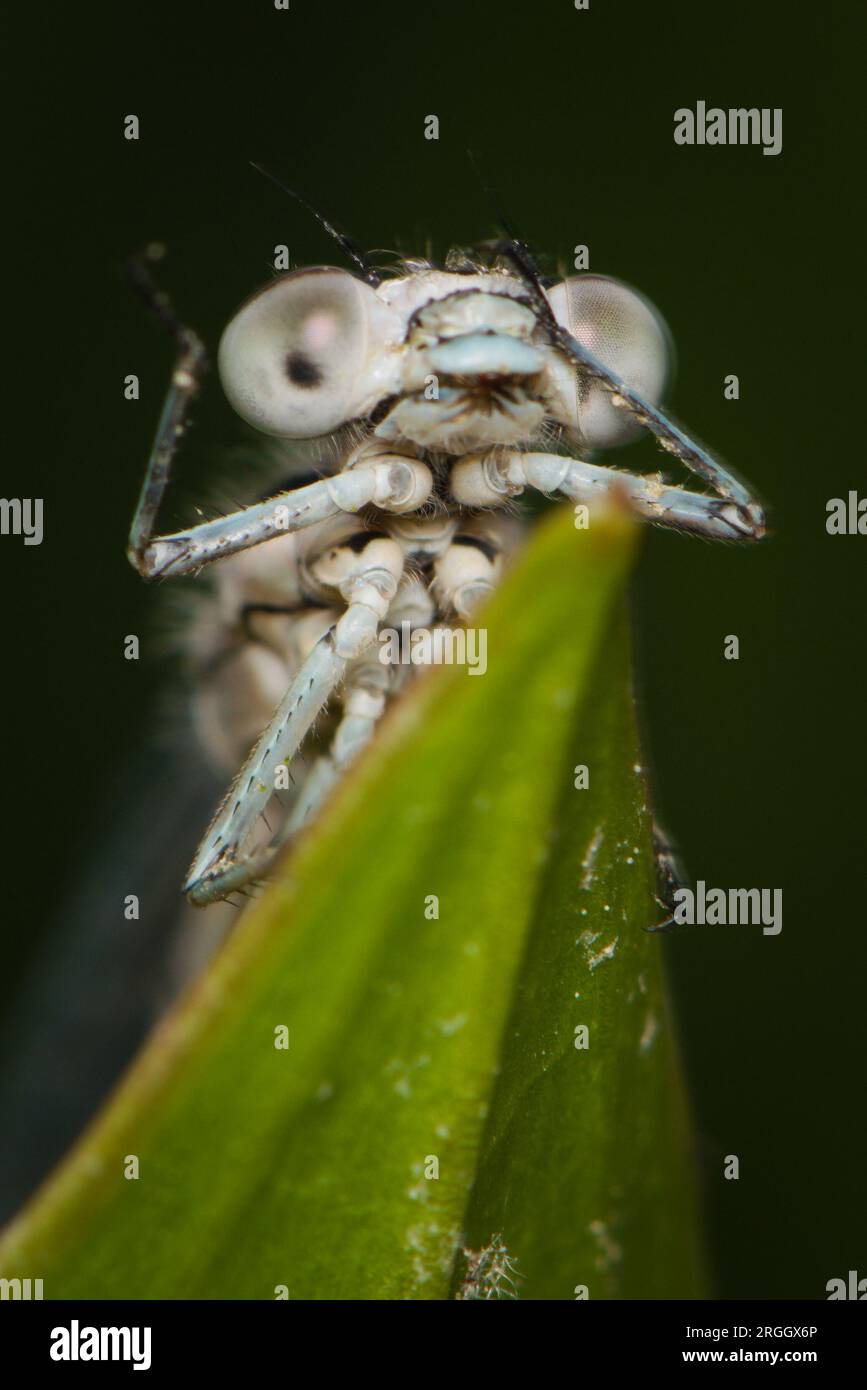 Il comune insetto di damselfly (enallagma) blu appena nato è nascosto dietro la paglia d'erba catturata nella divertente posizione "oh mio dio". Natura della repubblica Ceca. Foto Stock