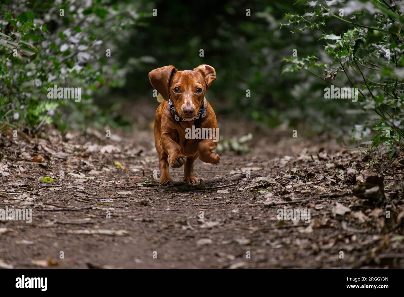 Cane con salsiccia marrone che corre nel bosco Foto Stock