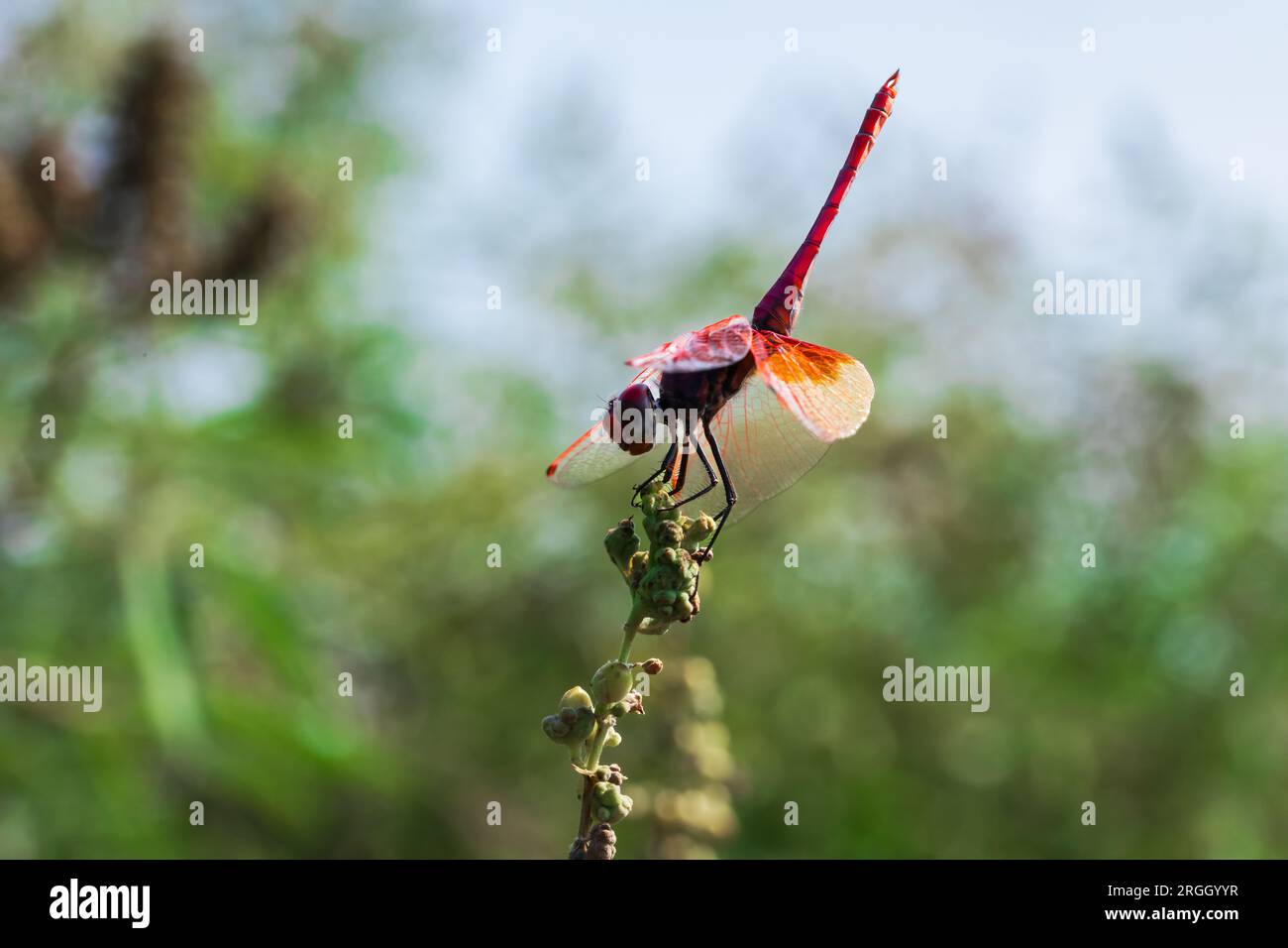 Aliante Crimson Marsh. Primo piano della libellula rossa sullo stelo dell'erba. Foto Stock