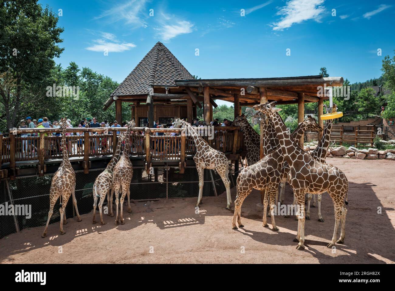 I visitatori danno da mangiare e osservano le giraffe da una piattaforma di osservazione presso lo zoo di Cheyenne Mountain Foto Stock