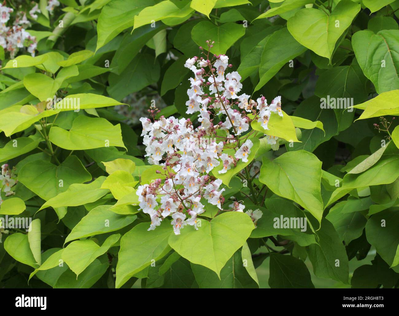 I fiori dell'Indian Bean Tree in estate Foto Stock
