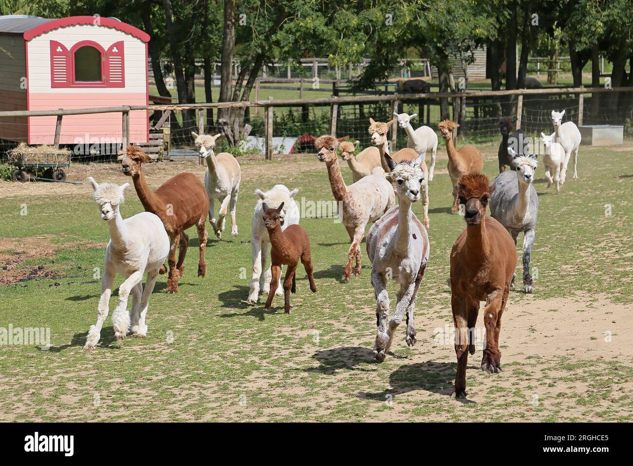 Alpacas (Lama pacos), Pennybridge Alpacas, Up Nately, Hook, Hampshire, Inghilterra, Gran Bretagna, Regno Unito, Regno Unito, Europa Foto Stock