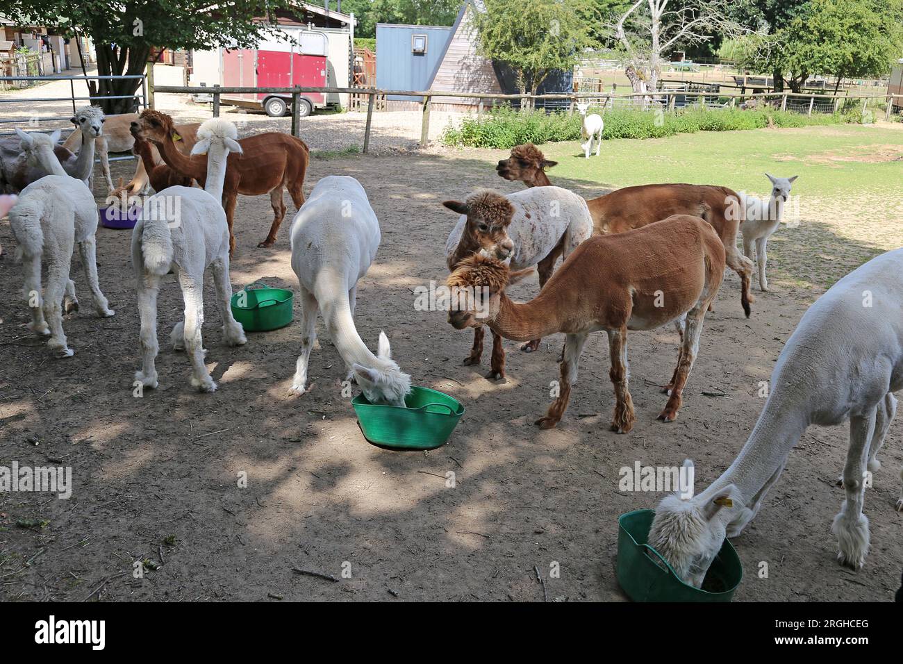 Alpacas (Lama pacos), Pennybridge Alpacas, Up Nately, Hook, Hampshire, Inghilterra, Gran Bretagna, Regno Unito, Regno Unito, Europa Foto Stock