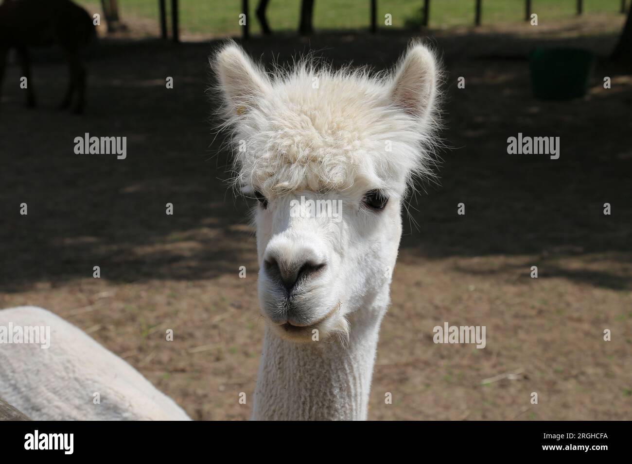 Alpaca (Lama pacos), Pennybridge Alpacas, Up Nately, Hook, Hampshire, Inghilterra, Gran Bretagna, Regno Unito, Regno Unito, Europa Foto Stock