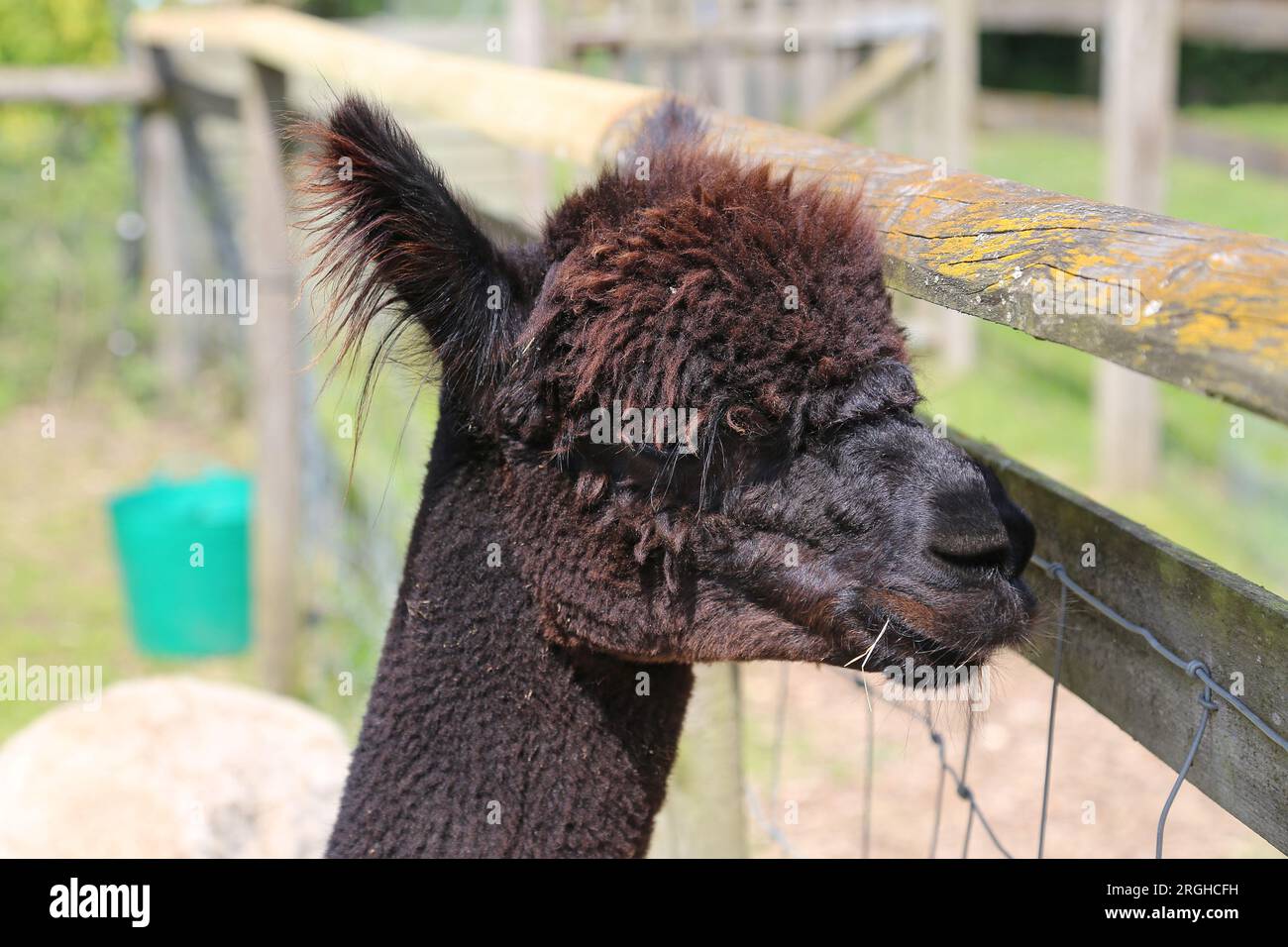 Alpaca (Lama pacos), Pennybridge Alpacas, Up Nately, Hook, Hampshire, Inghilterra, Gran Bretagna, Regno Unito, Regno Unito, Europa Foto Stock
