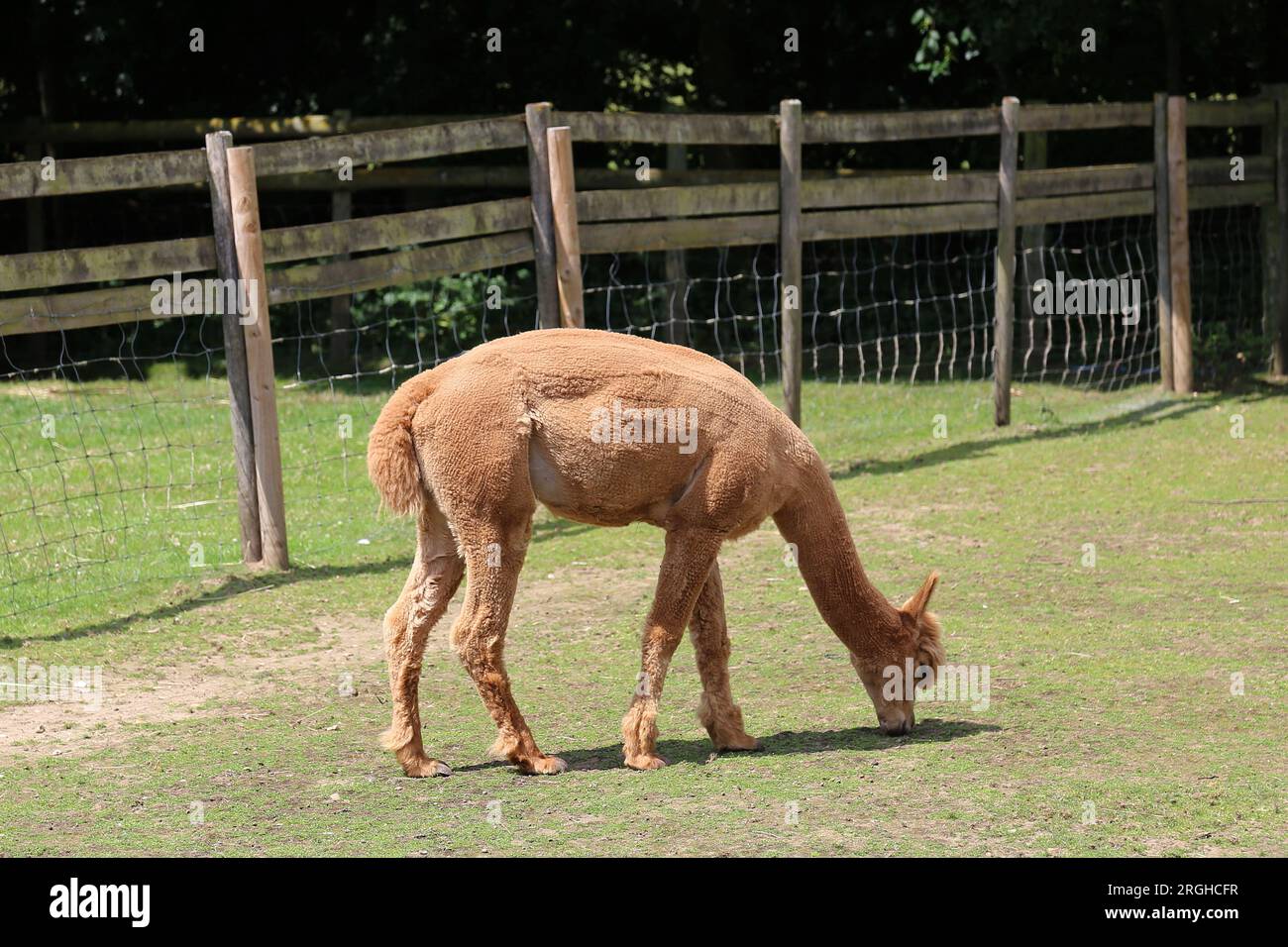 Alpaca (Lama pacos), Pennybridge Alpacas, Up Nately, Hook, Hampshire, Inghilterra, Gran Bretagna, Regno Unito, Regno Unito, Europa Foto Stock