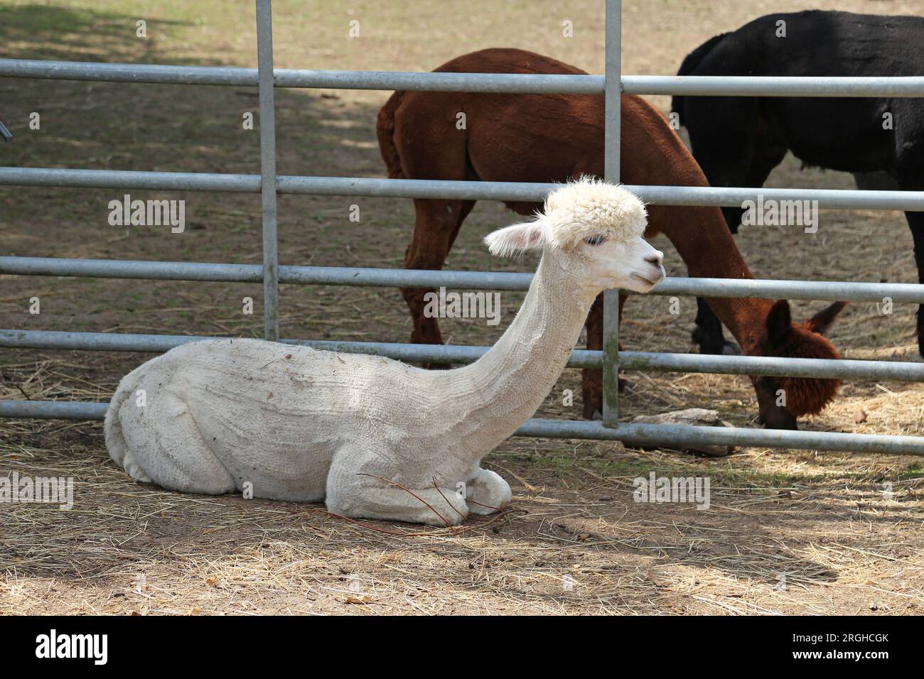 Alpaca (Lama pacos), Pennybridge Alpacas, Up Nately, Hook, Hampshire, Inghilterra, Gran Bretagna, Regno Unito, Regno Unito, Europa Foto Stock