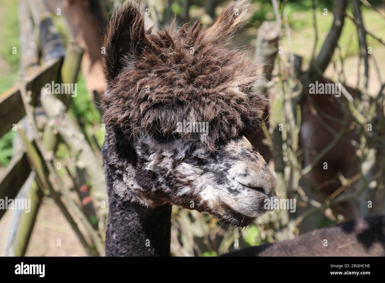 Alpaca (Lama pacos), Pennybridge Alpacas, Up Nately, Hook, Hampshire, Inghilterra, Gran Bretagna, Regno Unito, Regno Unito, Europa Foto Stock