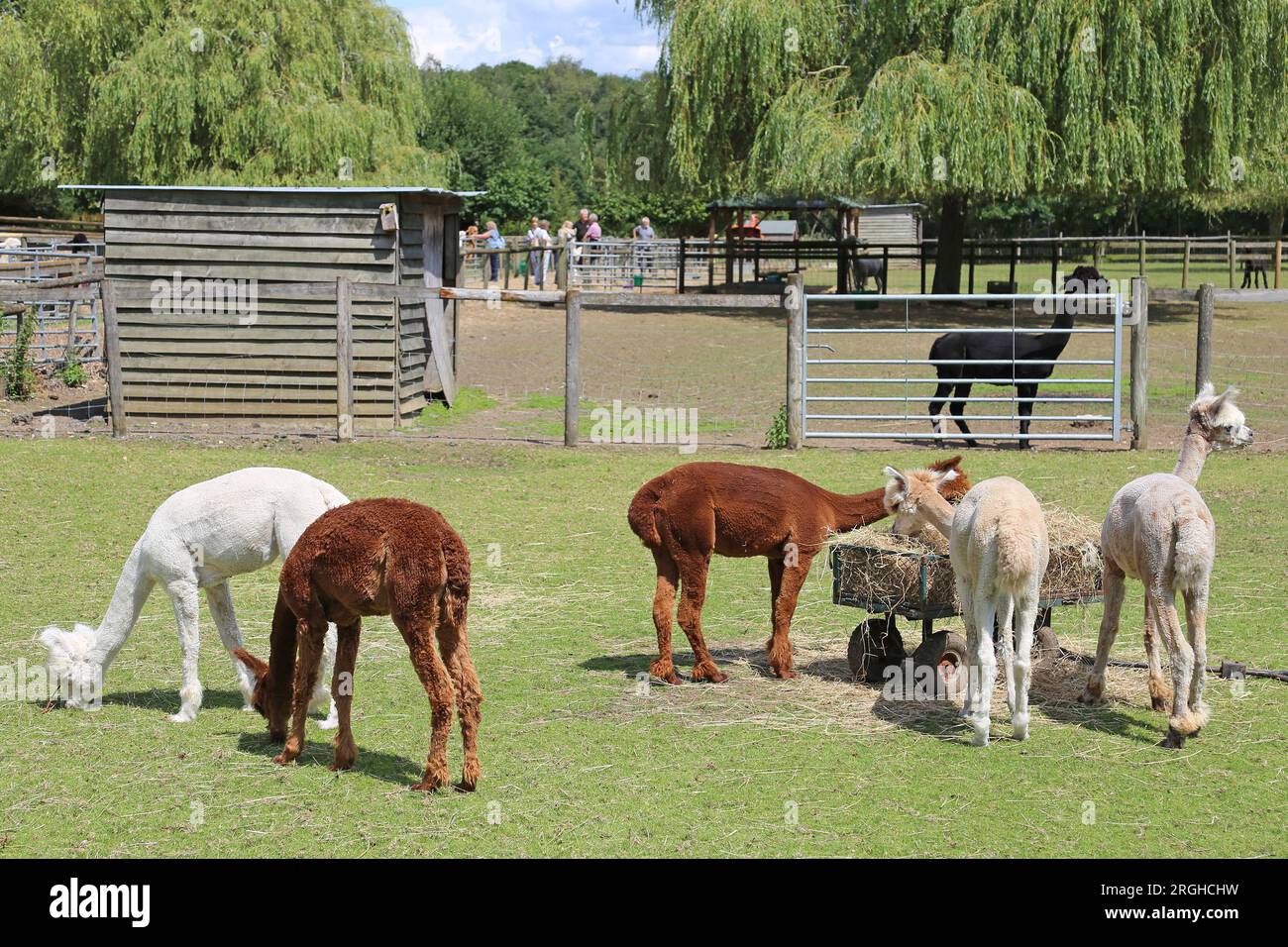 Alpacas (Lama pacos), Pennybridge Alpacas, Up Nately, Hook, Hampshire, Inghilterra, Gran Bretagna, Regno Unito, Regno Unito, Europa Foto Stock