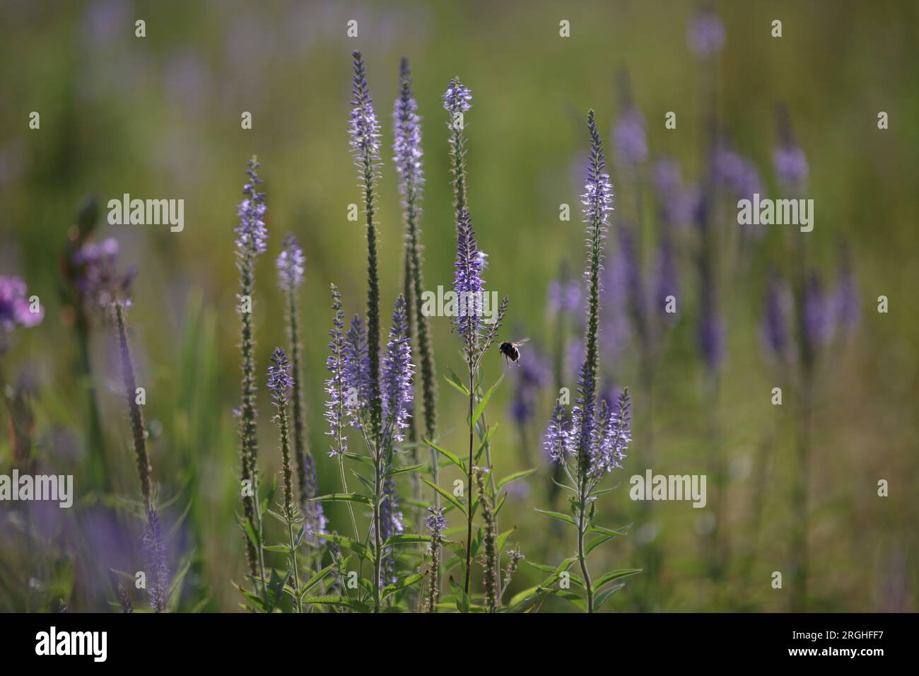 Veronica Longleaf. Un bellissimo fiore blu-viola. Fiori luminosi di uno speedwell blu con un bumblebee che vola. Messa a fuoco selettiva Foto Stock