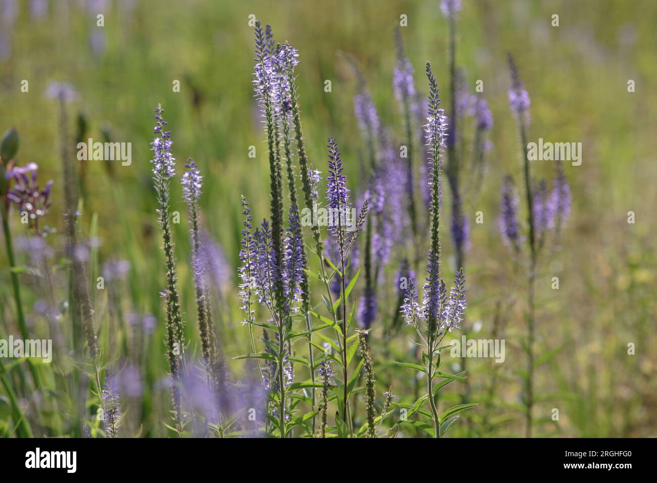 Veronica Longifolia. Bellissimo fiore viola blu. I brillanti fiori di Speedwell blu su uno sfondo di foglie verdi. Messa a fuoco selettiva Foto Stock
