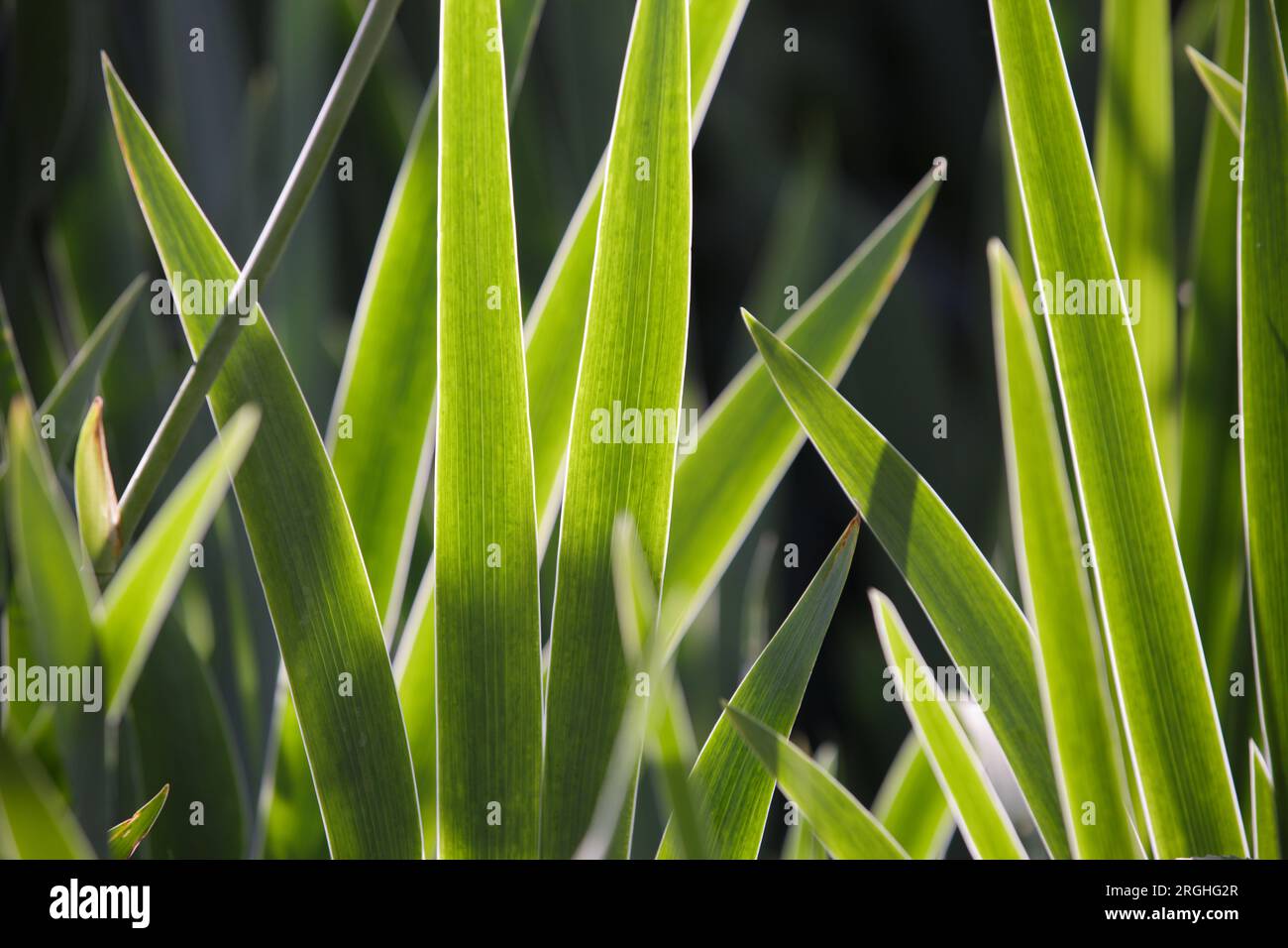 erba verde. foglie di erba larghe alla luce del sole. sfondo naturale ecocompatibile Foto Stock